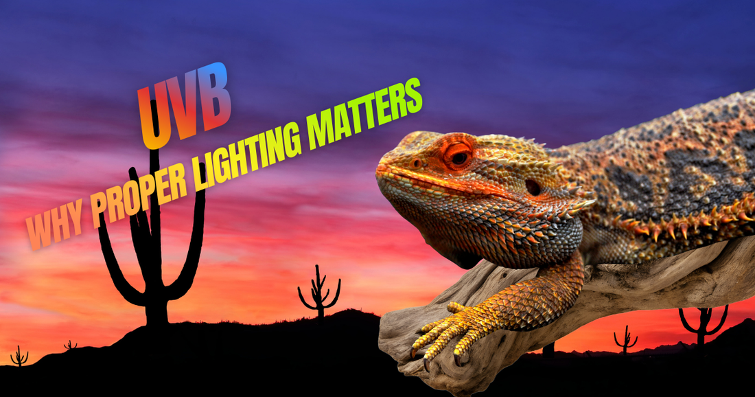 Reptil en hábitat con iluminación UVB, esencial para su salud y bienestar en terrarios.
