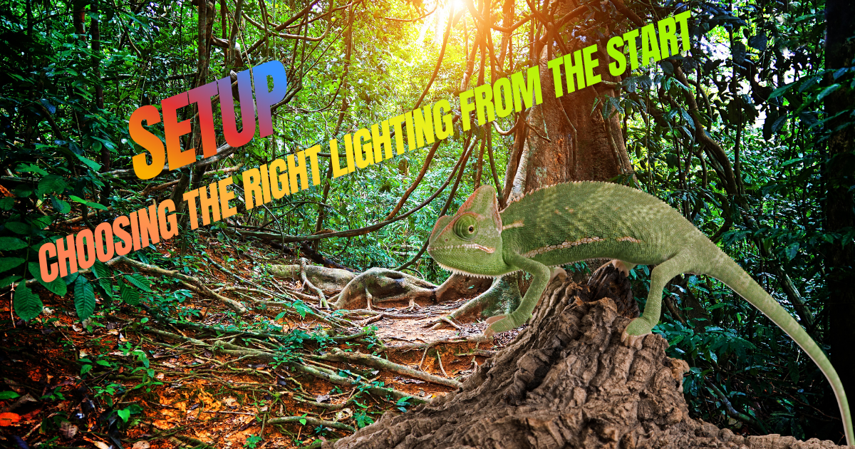 Camaleón en hábitat natural con luz solar, iluminación UVB para reptiles y terrarios
