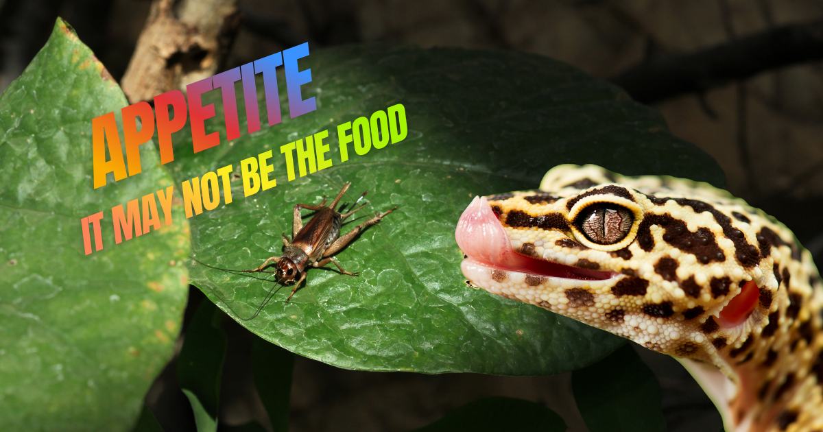 Gecko comiendo grillo en hoja verde, alimentos vivos para reptiles