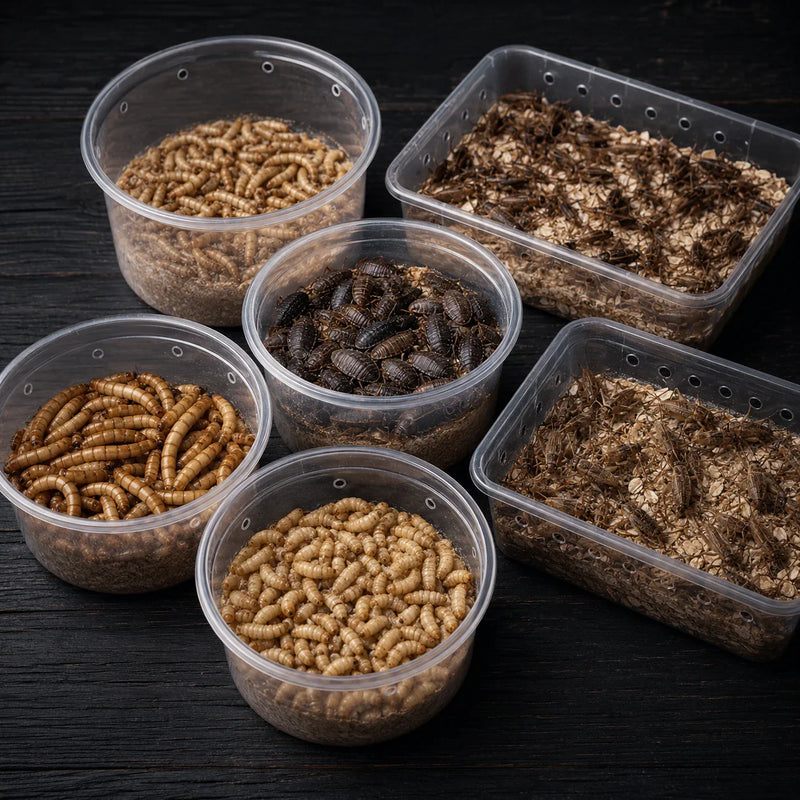 Alimento vivo para reptiles: gusanos, grillos y cucarachas en recipientes ventilados