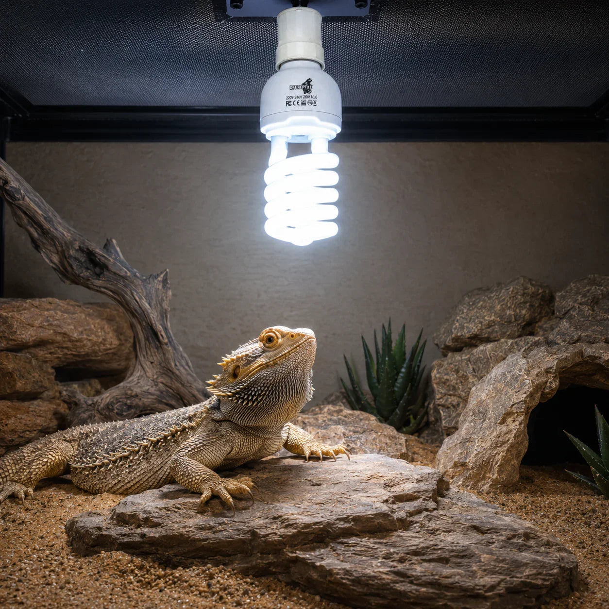 Lámpara UVB para reptiles iluminando a un dragón barbudo en terrario con rocas y plantas