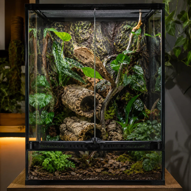 Terrario con reptil, plantas y accesorios para hábitat natural de reptiles