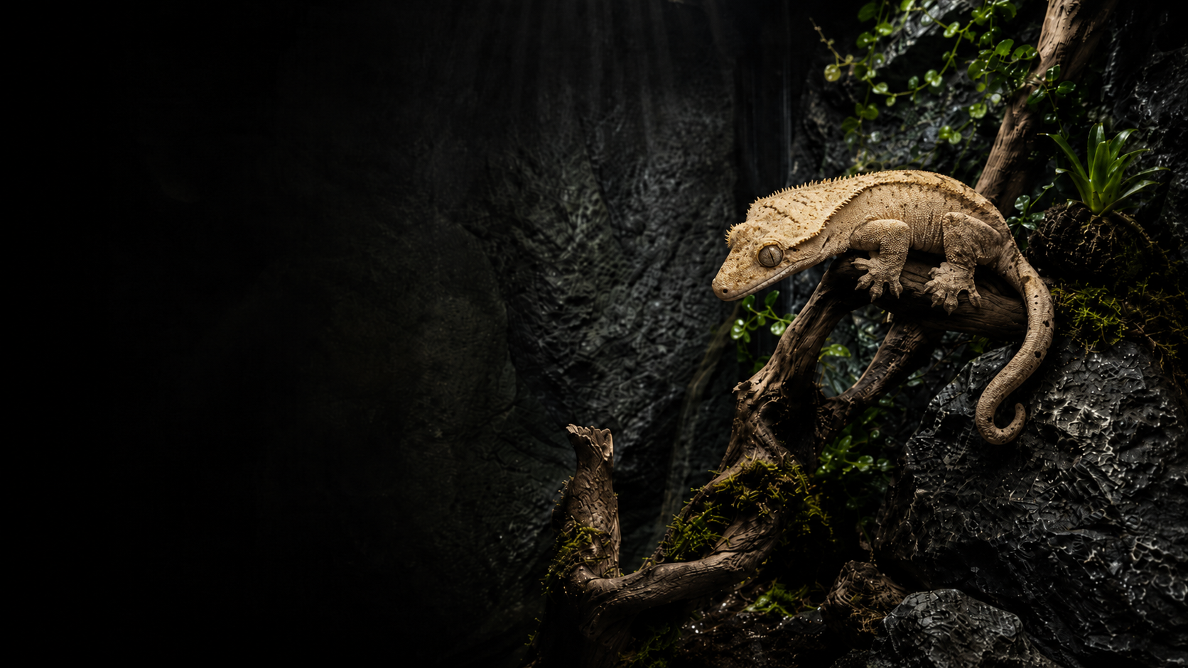 DFT Reptile tienda especializada en productos para reptiles y terrarios