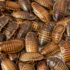 Cucarachas de alimentación para reptiles, insectos vivos frescos y nutritivos
