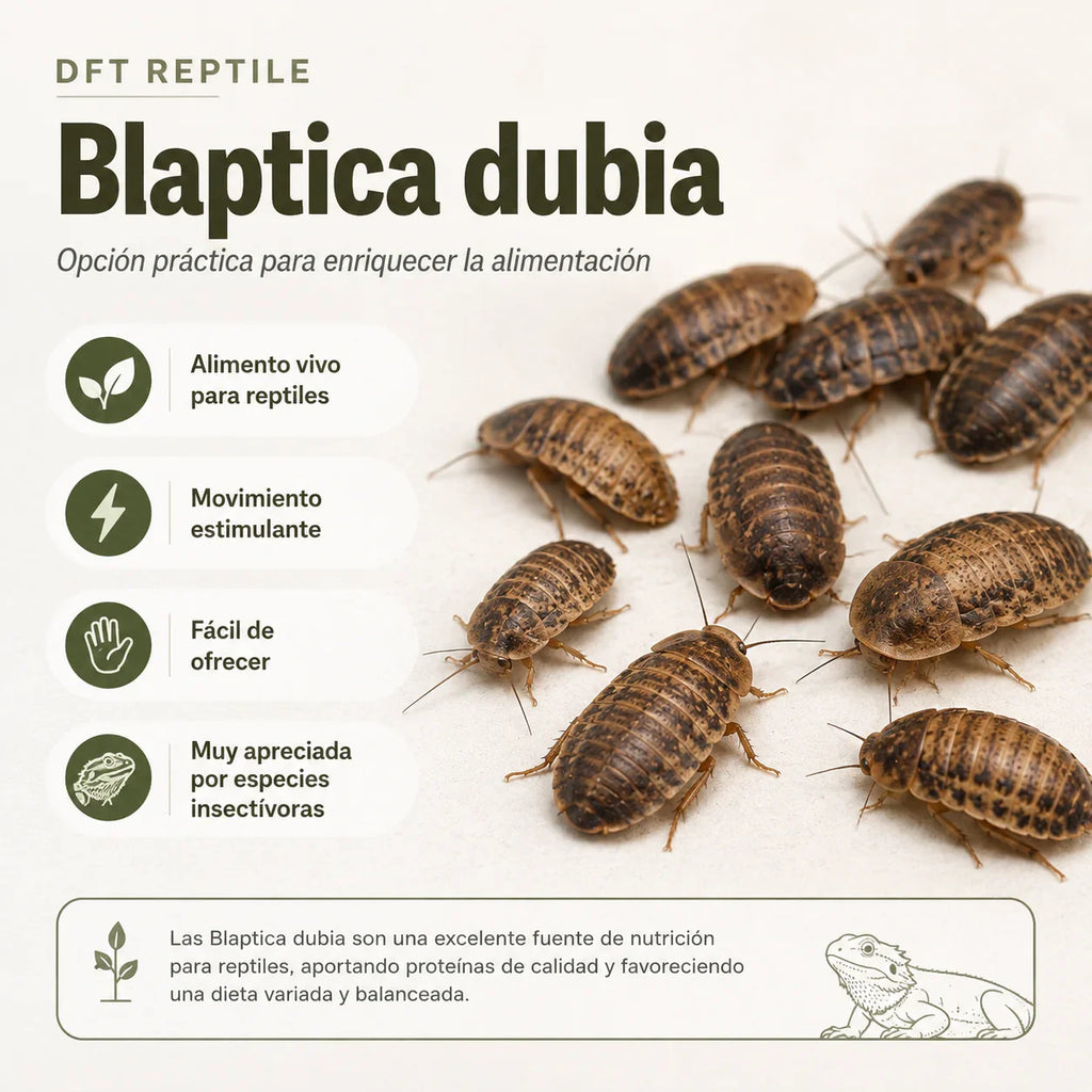Blaptica dubia: alimento vivo para reptiles, rico en proteínas y apreciado por especies insectívoras.