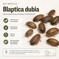 Blaptica dubia: alimento vivo para reptiles, rico en proteínas y apreciado por especies insectívoras.