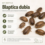 Blaptica dubia: alimento vivo para reptiles, rico en proteínas y apreciado por especies insectívoras.