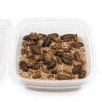 Alimento vivo para reptiles: cucarachas en contenedor con sustrato