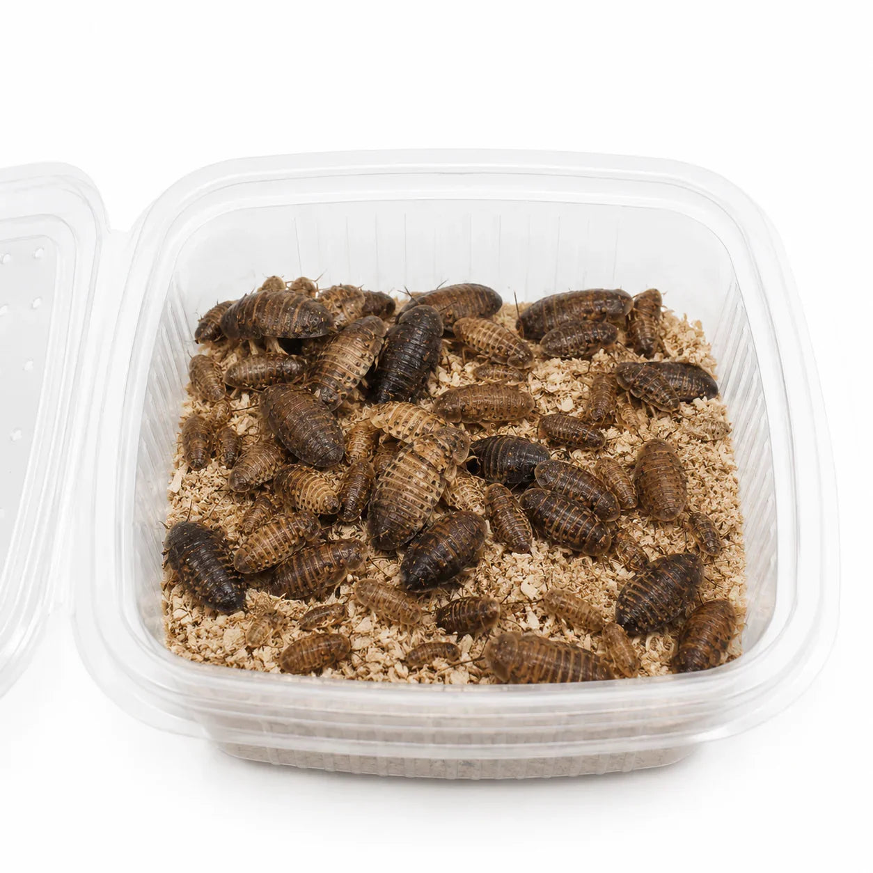 Alimento vivo para reptiles: cucarachas en contenedor con sustrato
