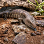Lagarto azul comiendo insectos en terrario con rocas y plantas