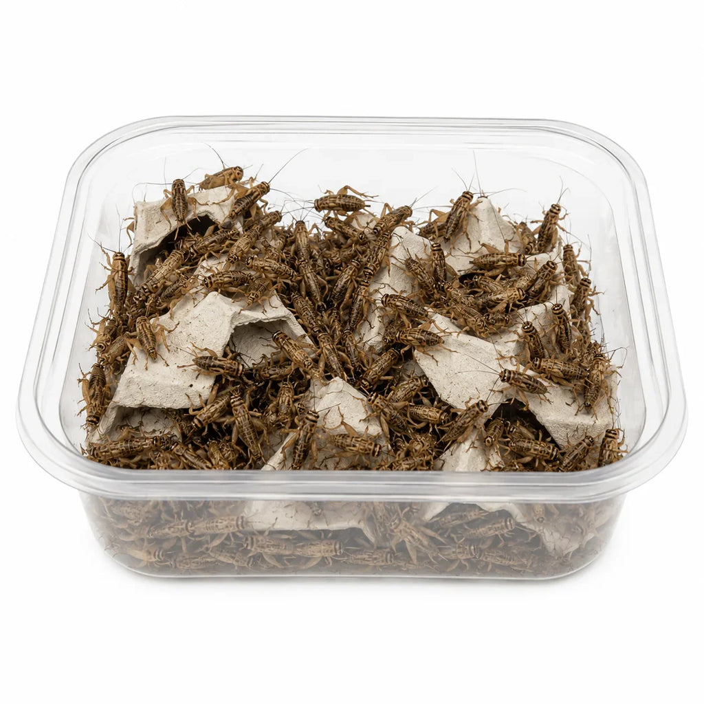 Grillos vivos en contenedor transparente para alimentación de reptiles y terrarios