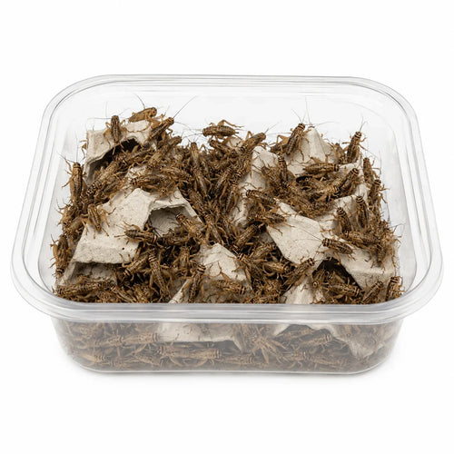 Grillos vivos en contenedor transparente para alimentación de reptiles y terrarios