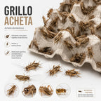 Grillo Acheta, alimento vivo nutritivo para reptiles insectívoros como geckos y camaleones