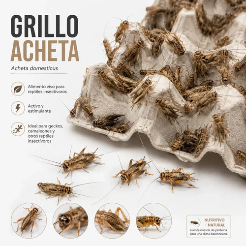 Grillo Acheta, alimento vivo nutritivo para reptiles insectívoros como geckos y camaleones