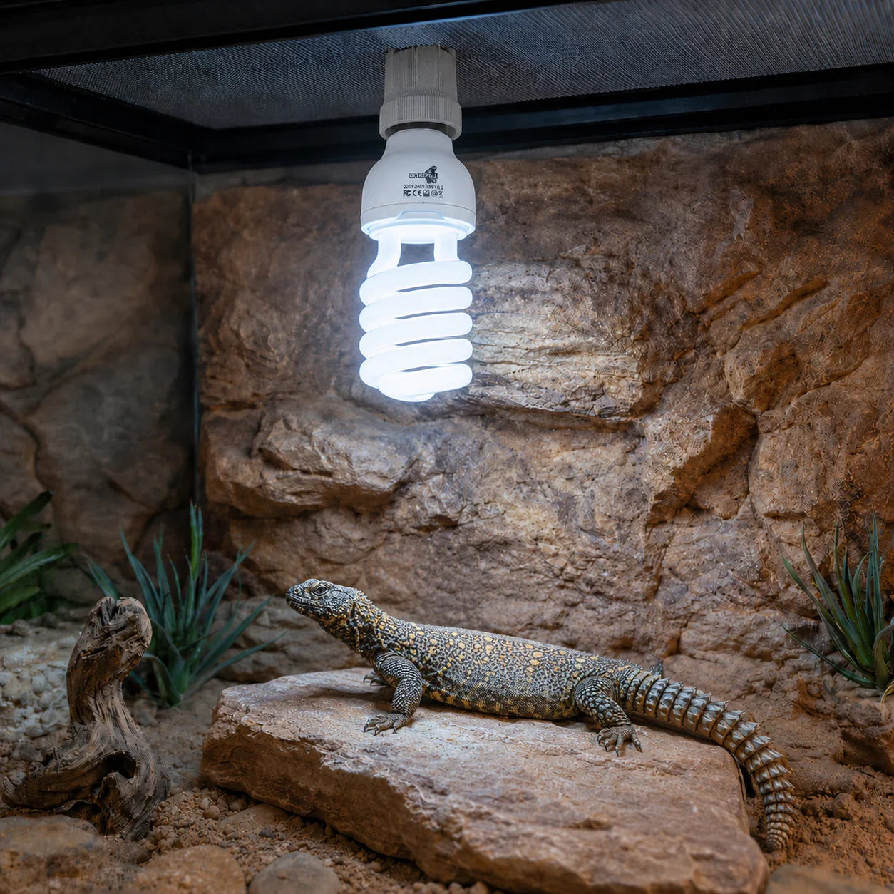 Lámpara UVB para reptiles iluminando terrario con lagarto sobre roca y plantas