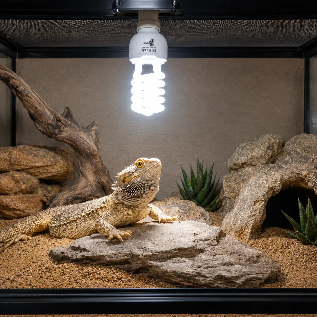 Lagarto barbudo bajo luz UVB en terrario con rocas y plantas