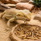 Dragón barbudo comiendo gusanos en terrario con arena y rocas