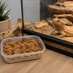 Alimento vivo para reptiles en terrario con lagarto barbudo y accesorios naturales
