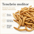 Tenebrio molitor, alimento vivo rico en proteína para reptiles insectívoros
