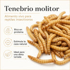 Tenebrio molitor, alimento vivo rico en proteína para reptiles insectívoros