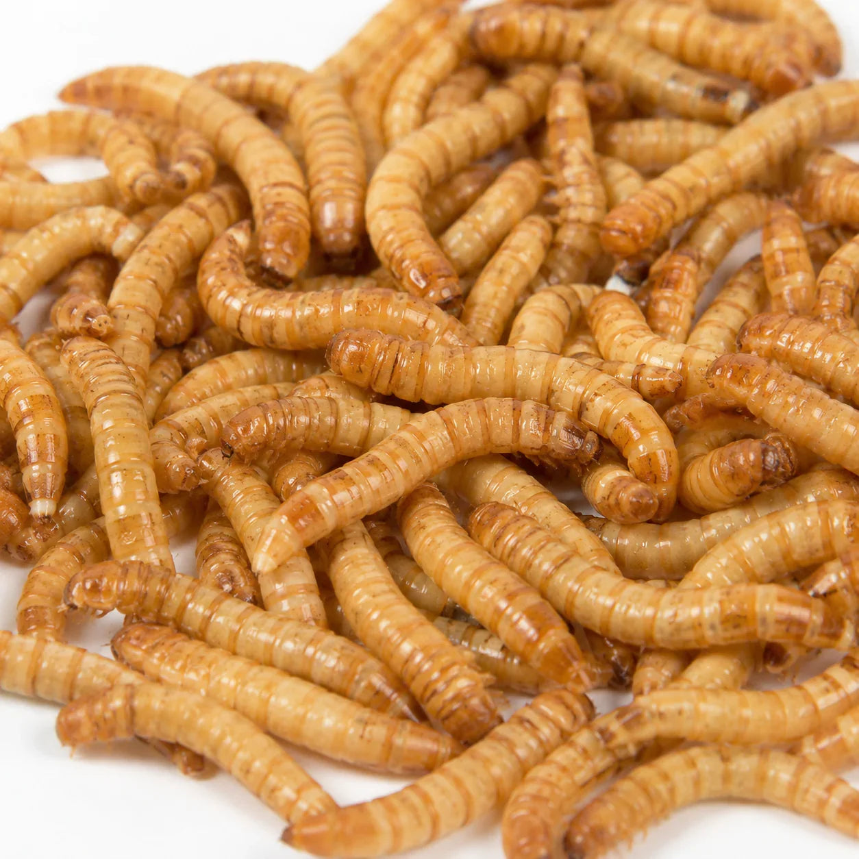 Gusanos de la harina frescos para alimentar reptiles y terrarios