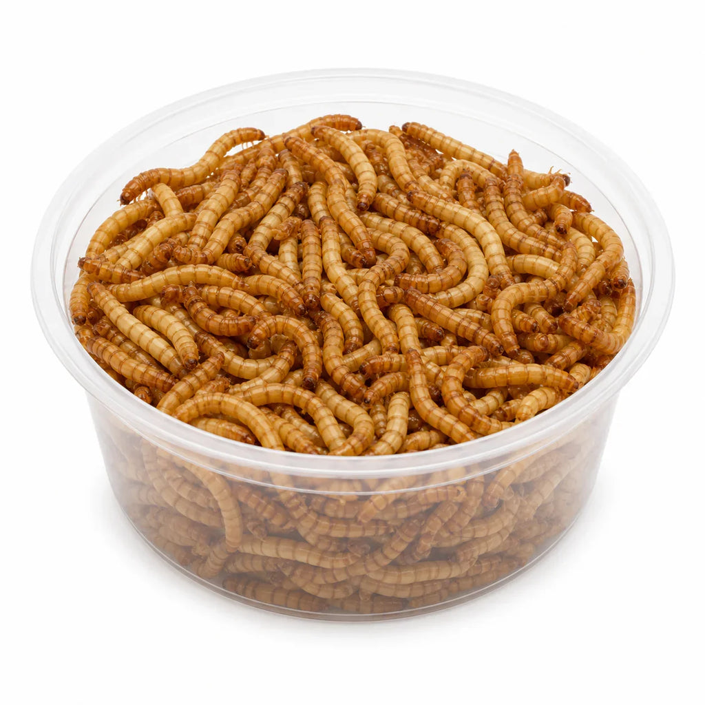 Gusanos de la harina en recipiente transparente para alimentación de reptiles
