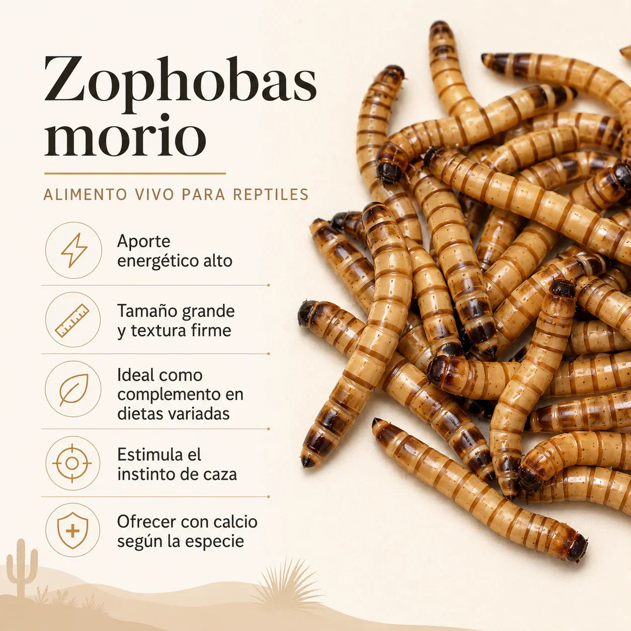 Zophobas morio, alimento vivo para reptiles con alto aporte energético y textura firme