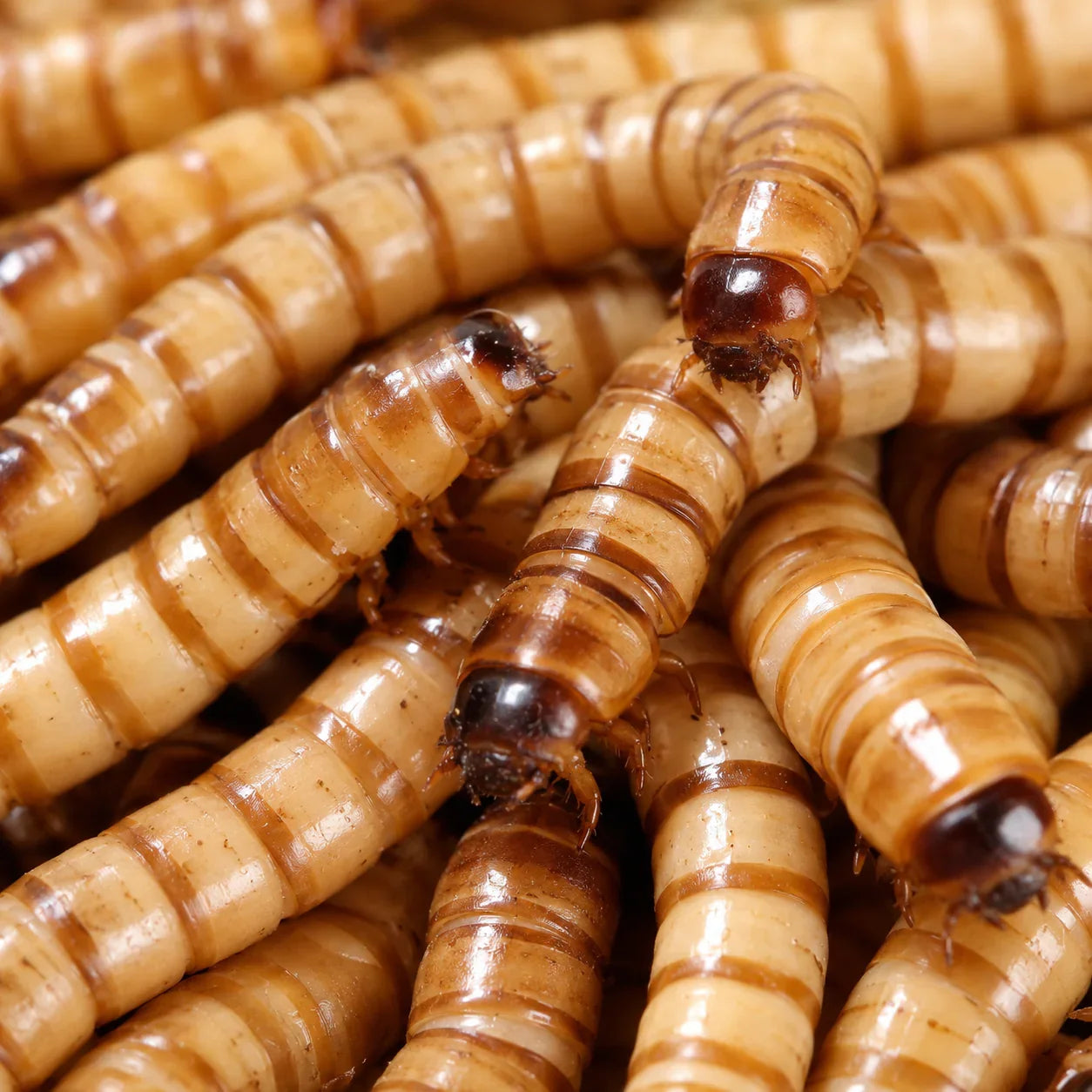 Gusanos de la harina frescos para alimentar reptiles y terrarios