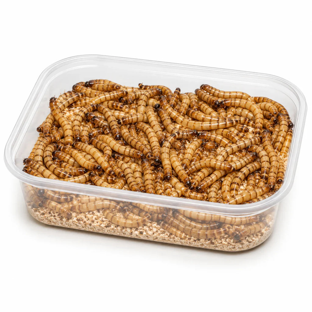Gusanos de la harina en contenedor transparente para alimentación de reptiles