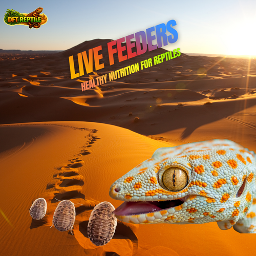 Blaptica dubia como alimento vivo nutritivo para reptiles insectívoros