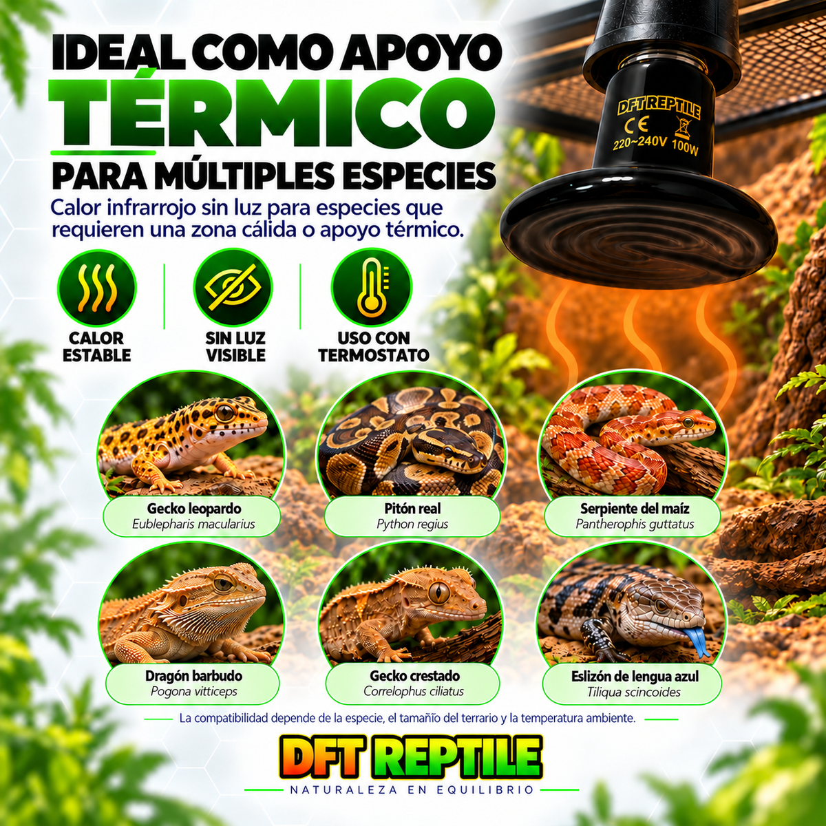 Infografía de DFT REPTILE sobre el uso de la bombilla cerámica como apoyo térmico para diferentes reptiles.
