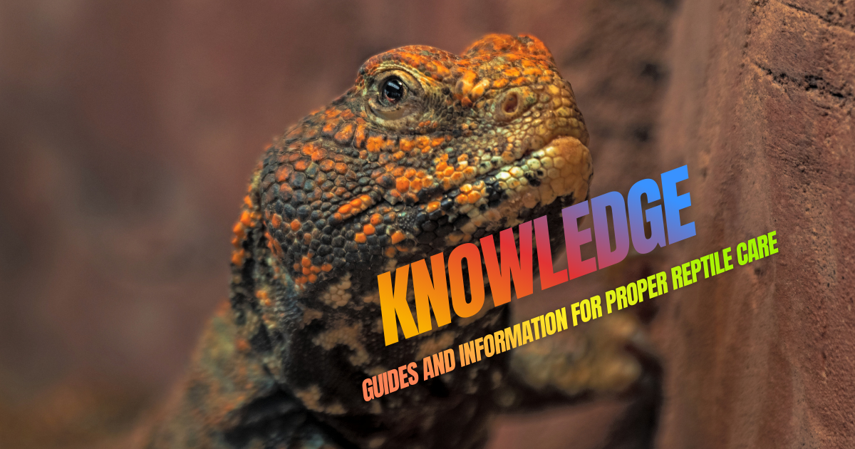 Artículos educativos sobre iluminación, alimentación y cuidado de reptiles en terrario