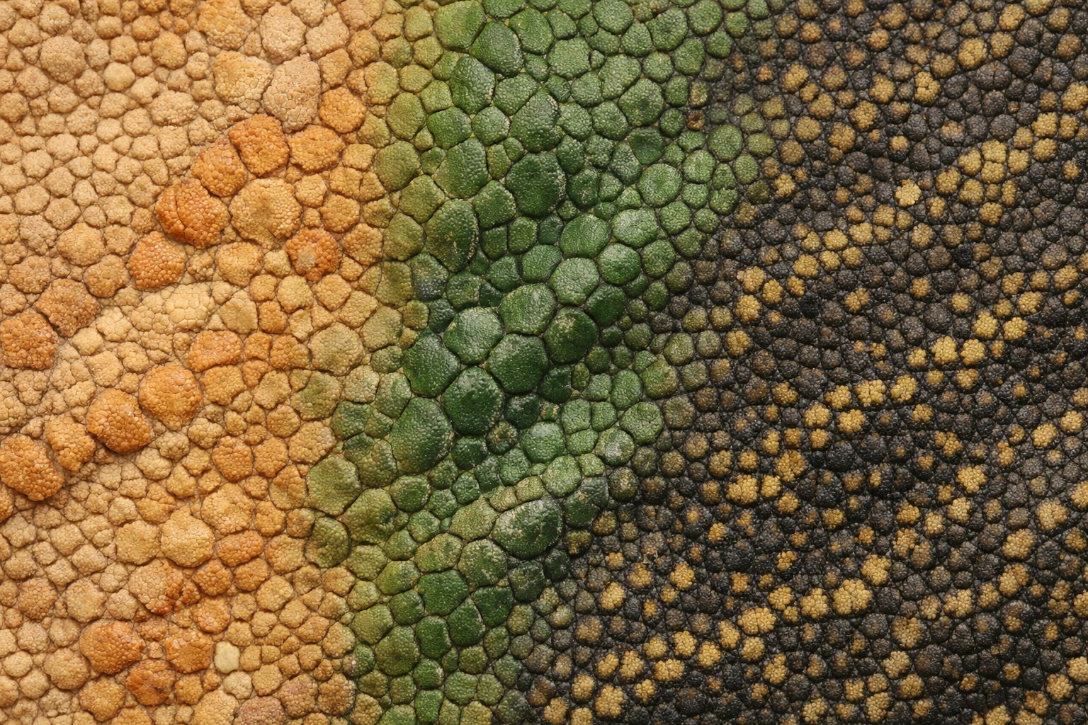 Patrones naturales de piel de reptiles tropicales como fondo decorativo de la web